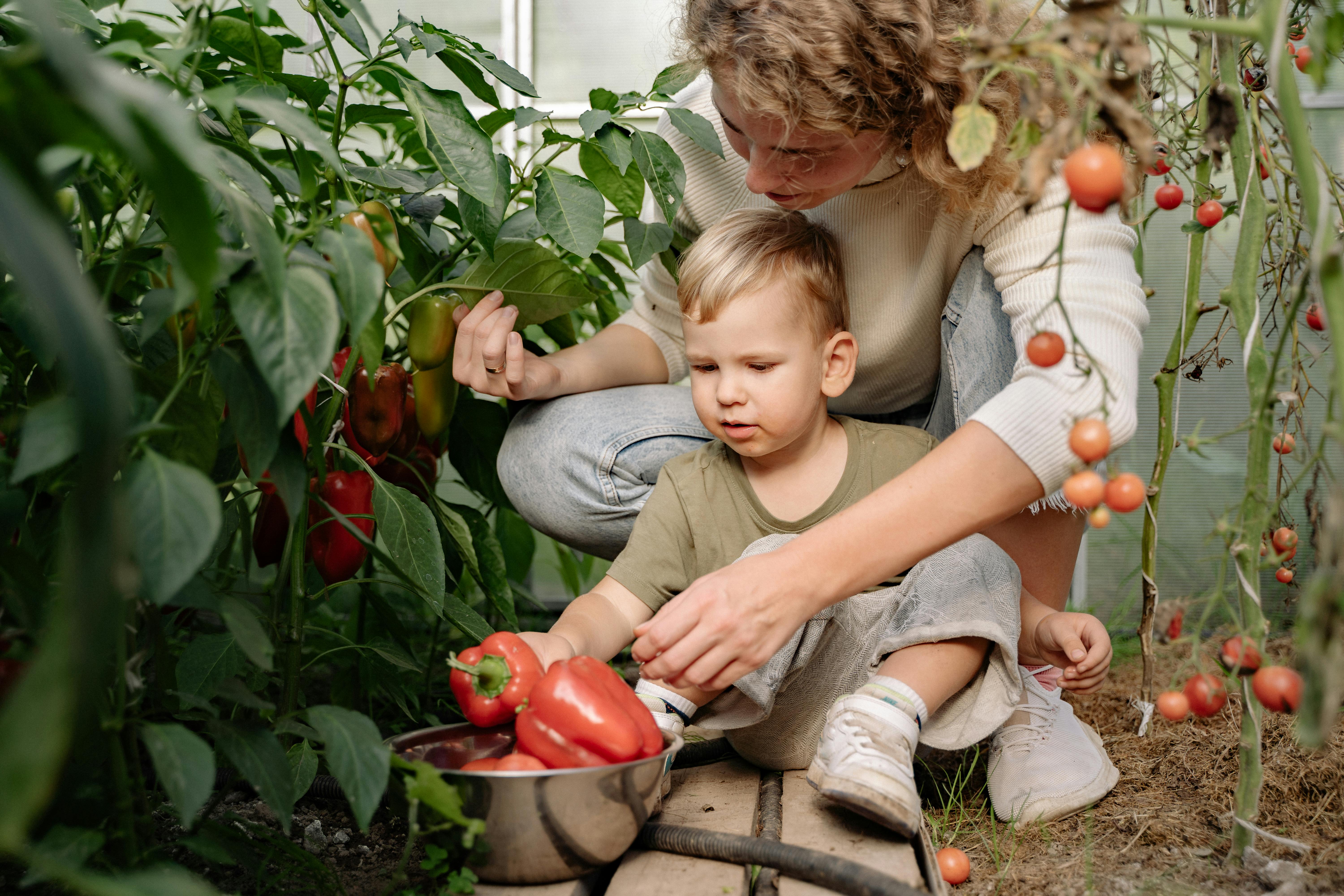 a woman and a boy picking red bell peppers from plant