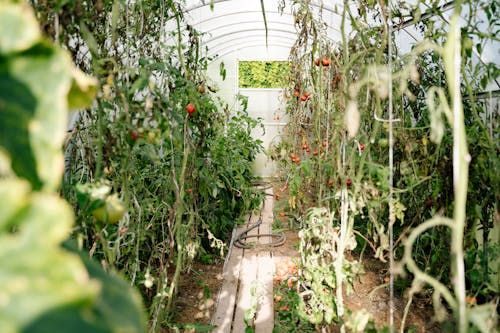 Tomatoes Growing in a Greenhouse