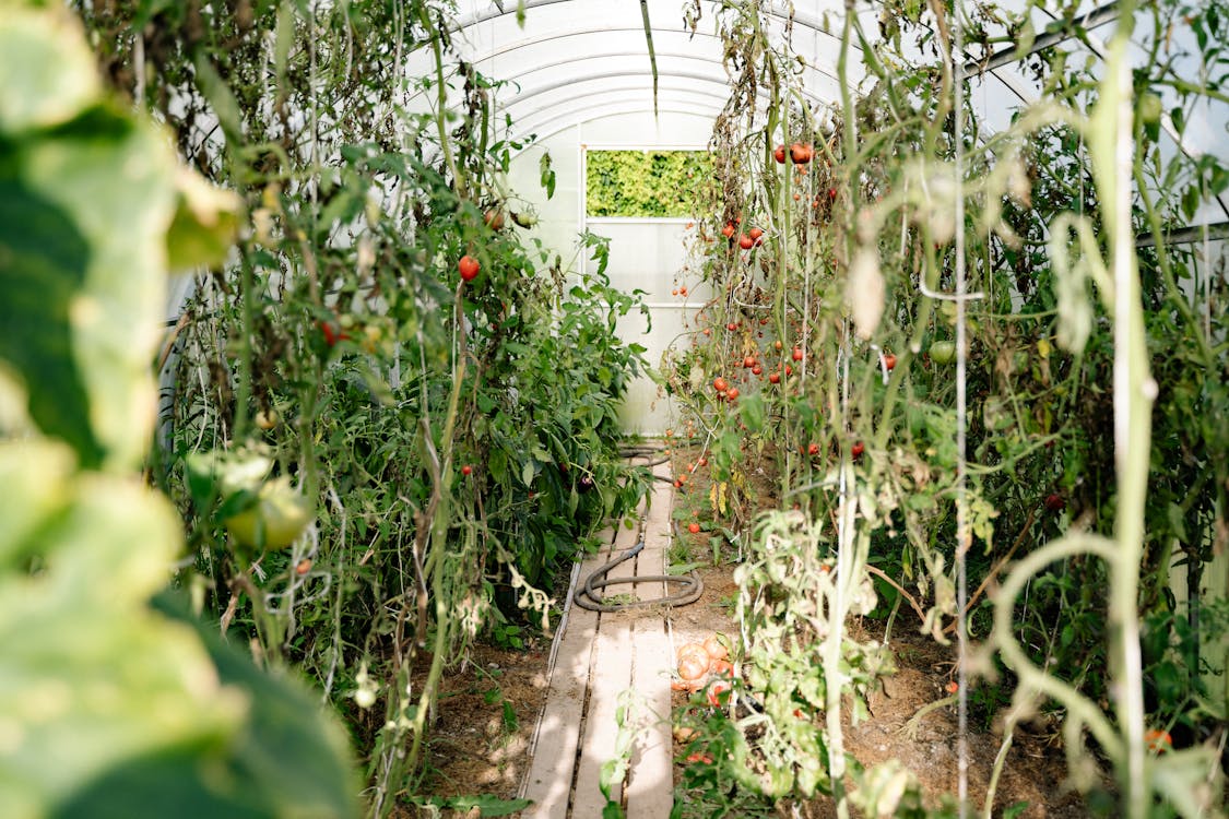 Tomatoes Growing in a Greenhouse