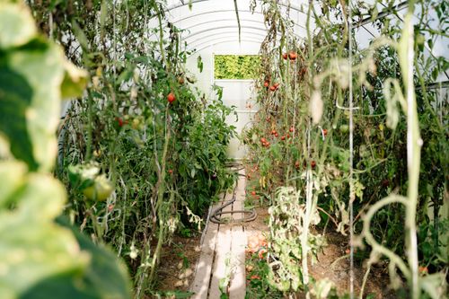 Free A vibrant summer scene in a greenhouse with ripe tomatoes and dense green foliage. Stock Photo