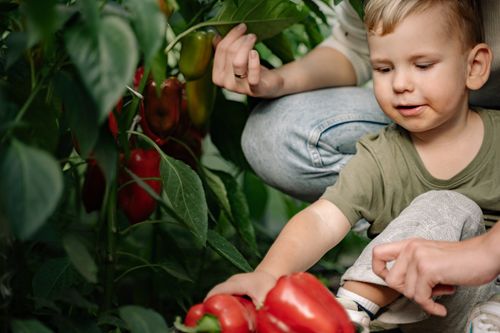 Free Smiling child picking fresh peppers from garden plant alongside adult. Stock Photo