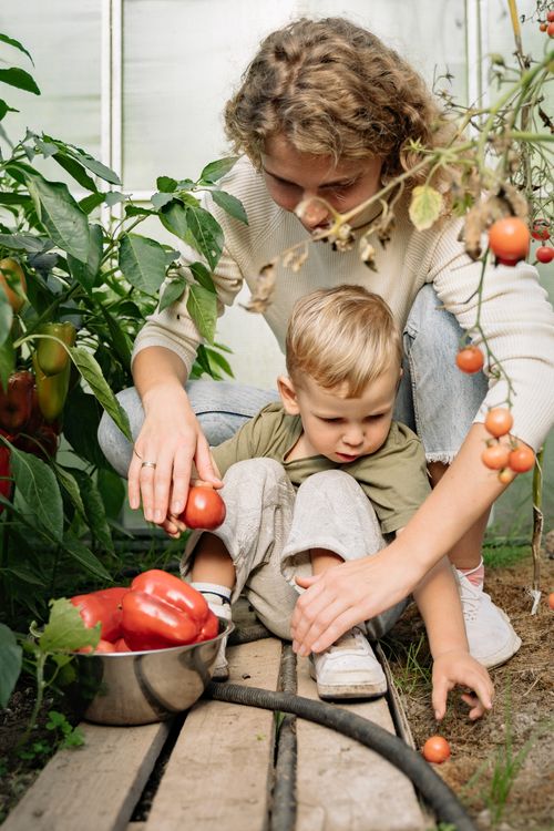 Free A mother and son gathering fresh tomatoes and bell peppers in a lush greenhouse. Stock Photo