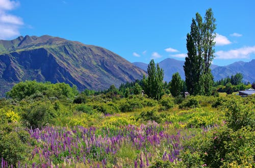 Free stock photo of flowers, mountain scene in summer, trees Stock Photo