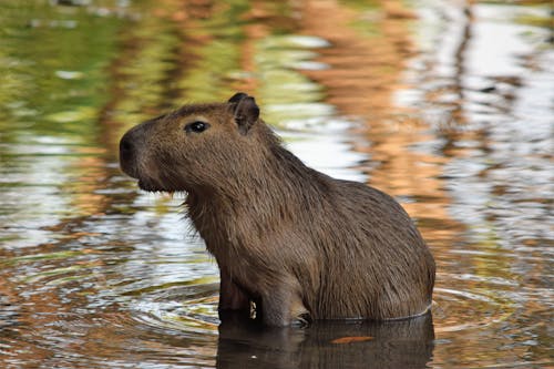 Imagine de stoc gratuită din animal, apă, capibara