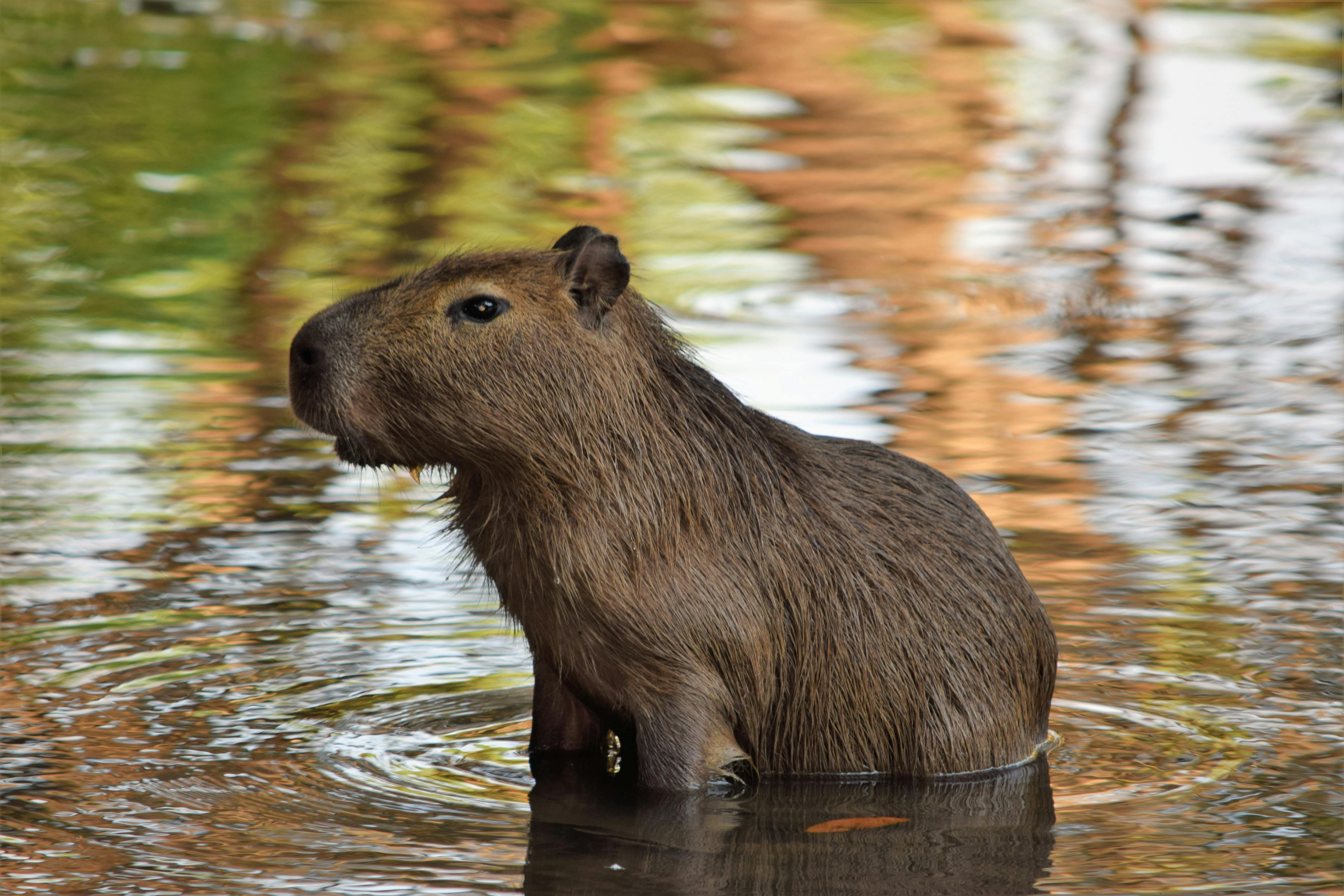 49+ Fotos y Imágenes de Capibara Gratis · Banco de Fotos Gratis