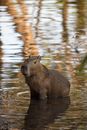 Brown Rodent on Body of Water