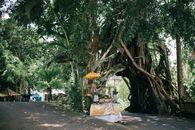 Green Trees Near White Plastic Container
