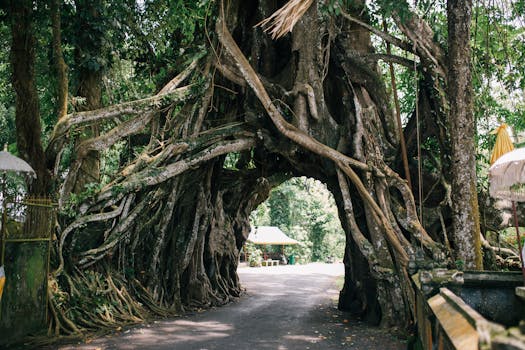 Immagine gratuita di @all'aperto, abbaiare, albero