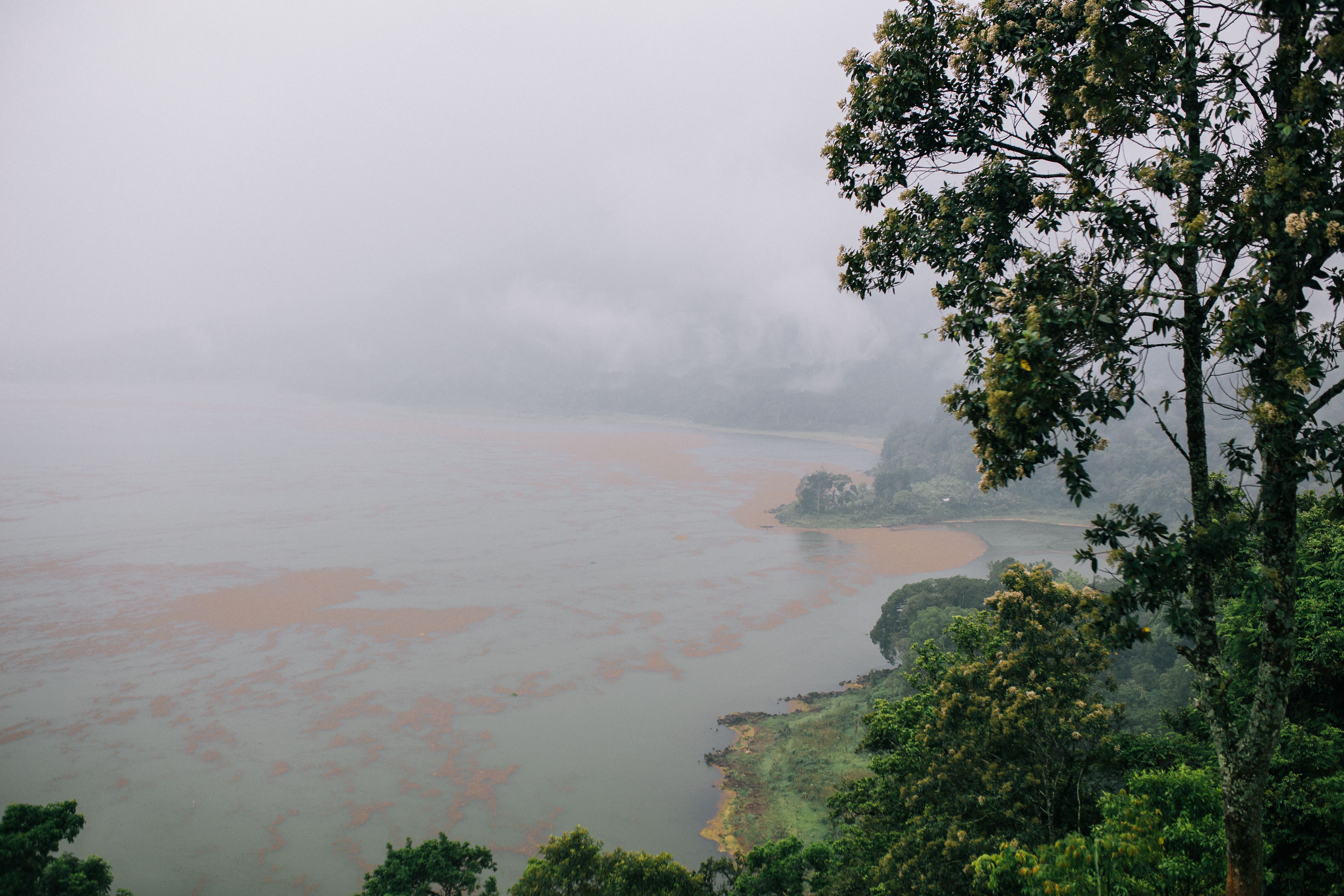 俯瞰着雾蒙蒙的海岸和郁郁葱葱的绿树，宁静的雾景非常适合大自然爱好者