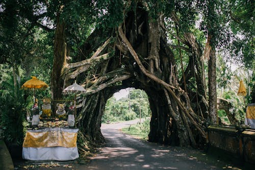 Ancient Arch in Park from Tree Roots