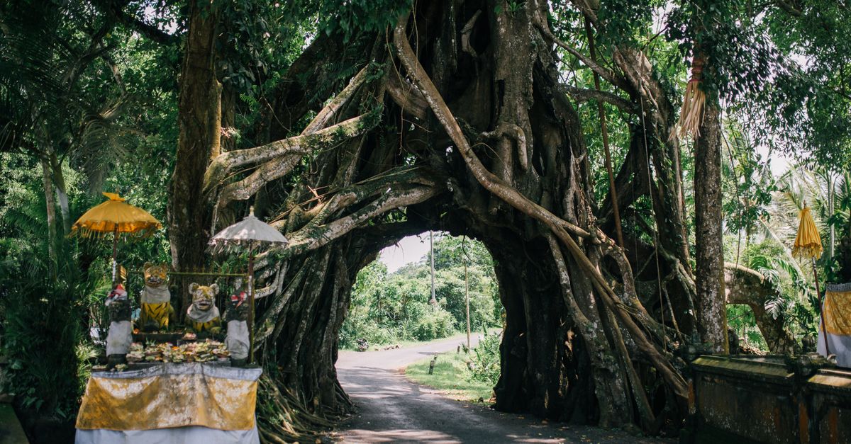 Ancient Arch in Park from Tree Roots · Free Stock Photo