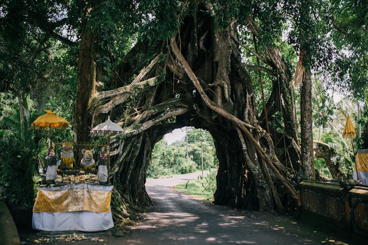 Ancient Arch In Park From Tree Roots