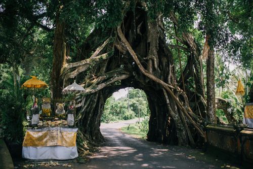 Free A natural tree archway over a serene road, surrounded by lush greenery and cultural decor. Stock Photo