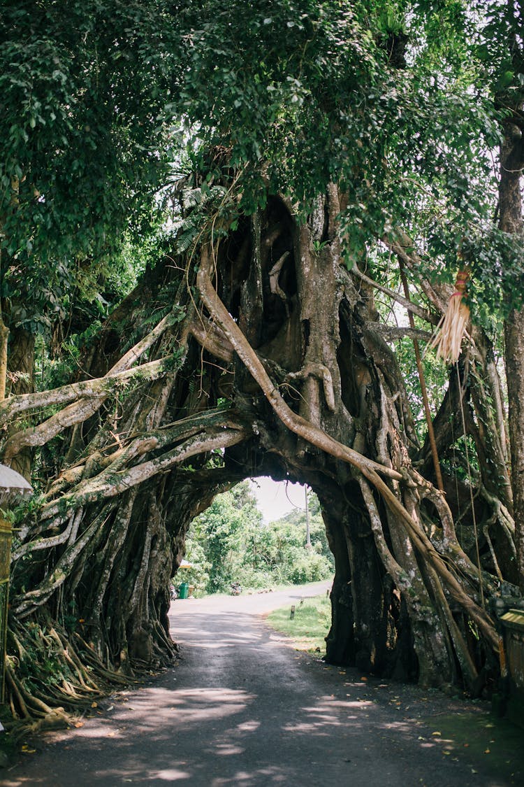 Arch From Old Tree In Park