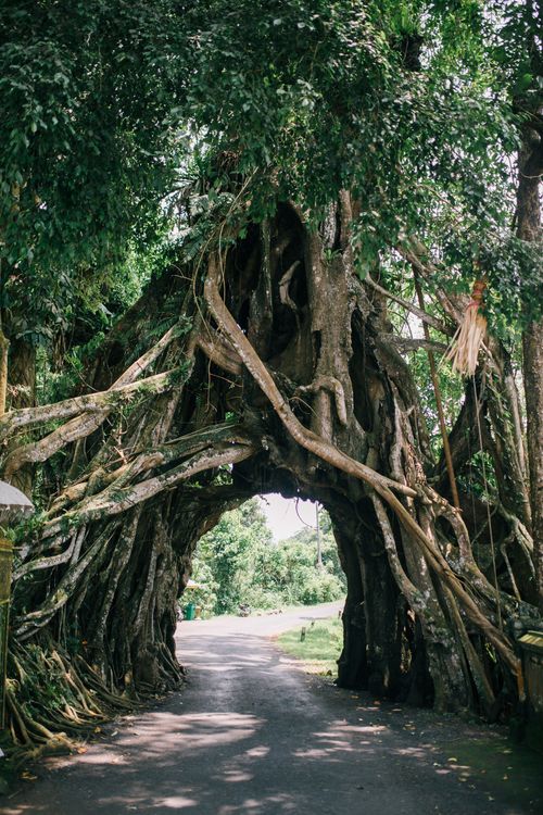 Archal Tree Arch from Old Tree in Park · Free Stock Photo