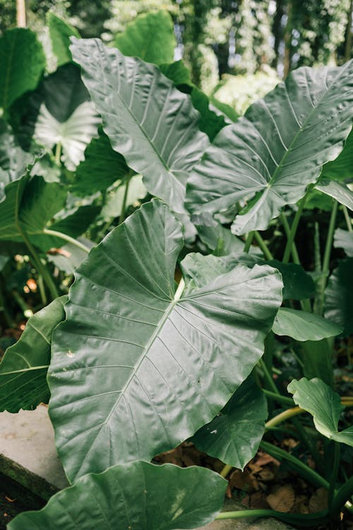 Large Green Leaves of a Taro Plant