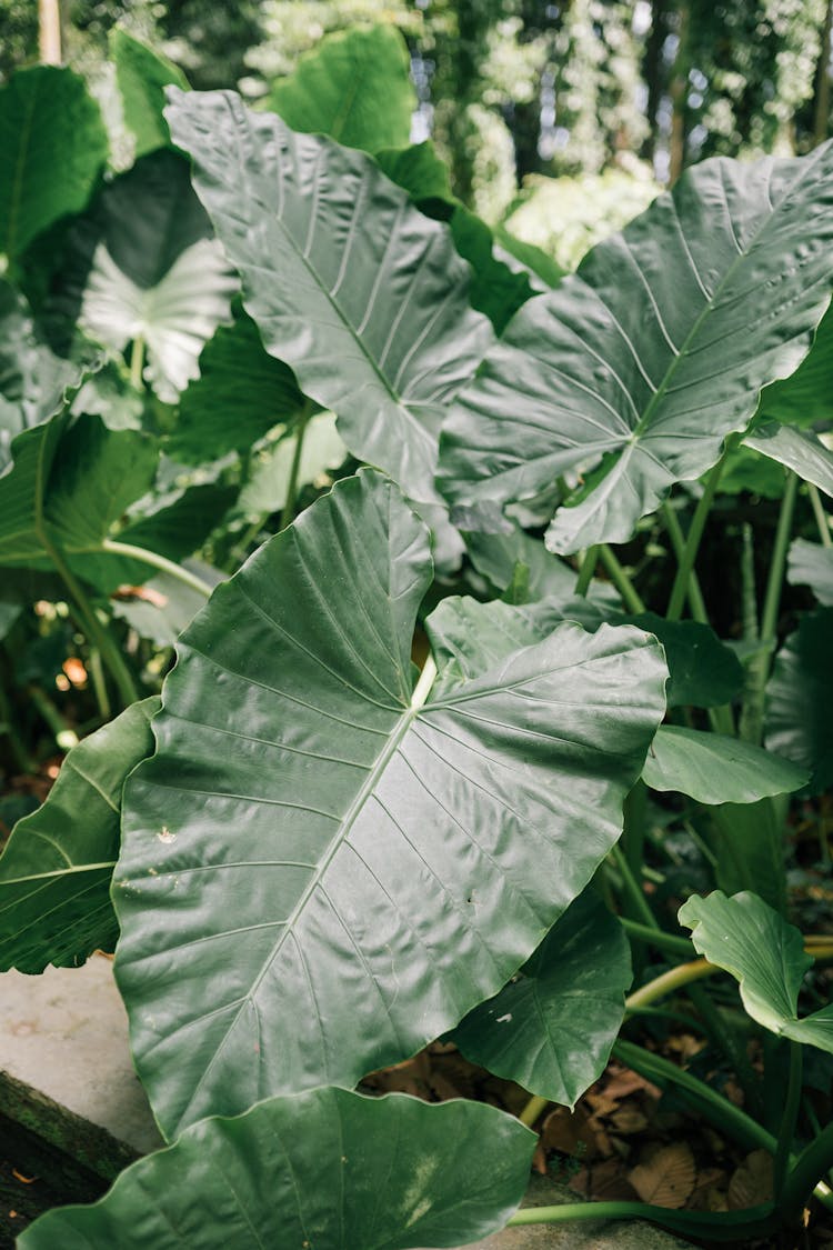 Large Green Leaves Of A Taro Plant