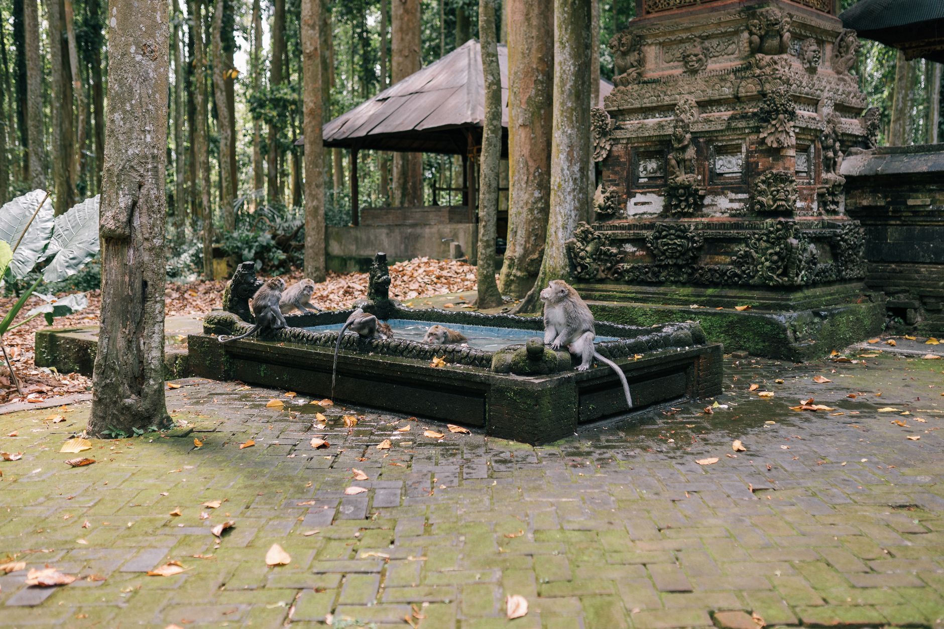 ubud sacred monkey forest temple macaque bali indonesia