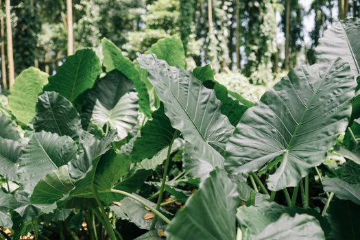Plants with Green Leaves