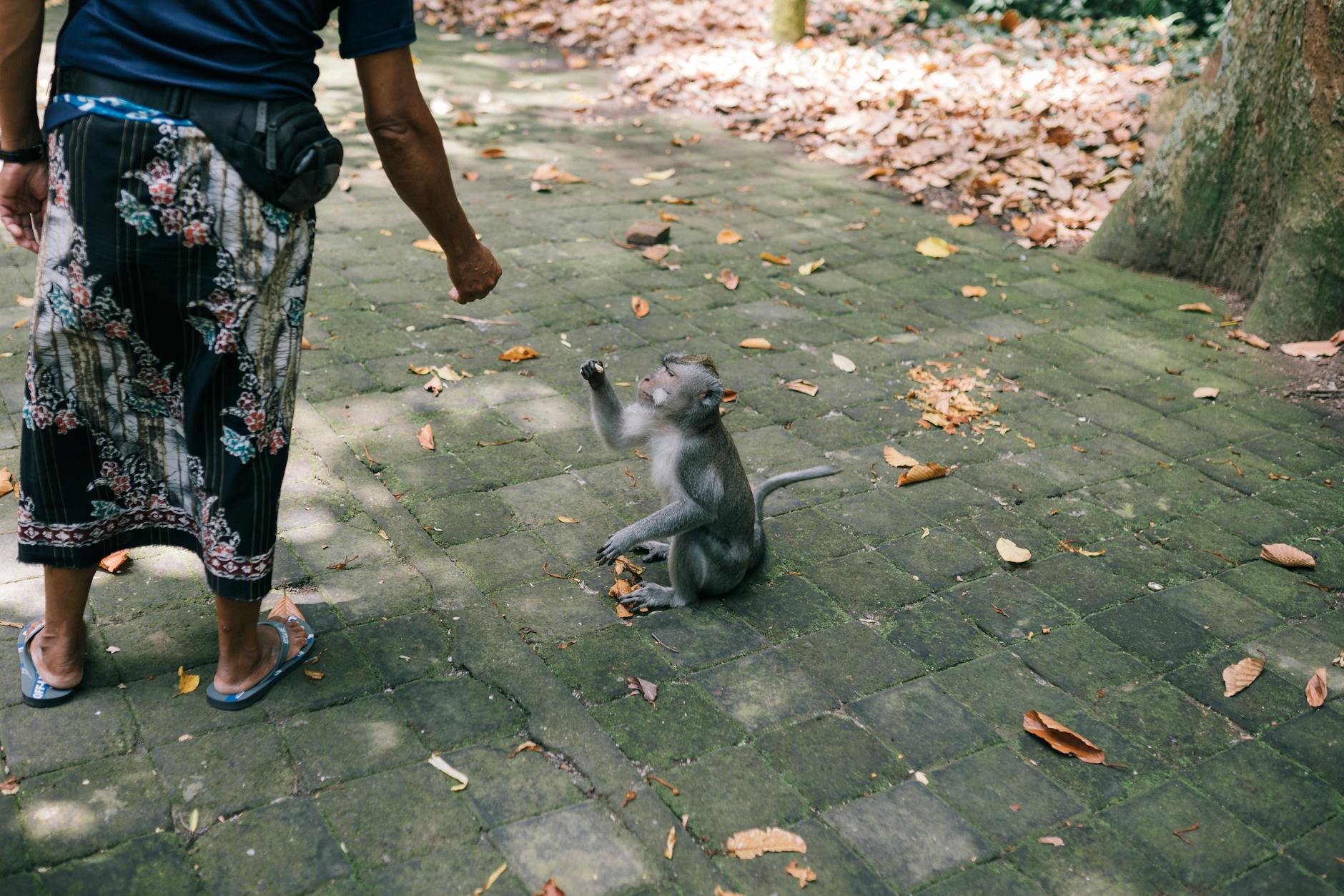 Woman Feeding Monkey on Street