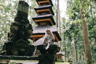 White Monkey Sitting on Gray Concrete Bench