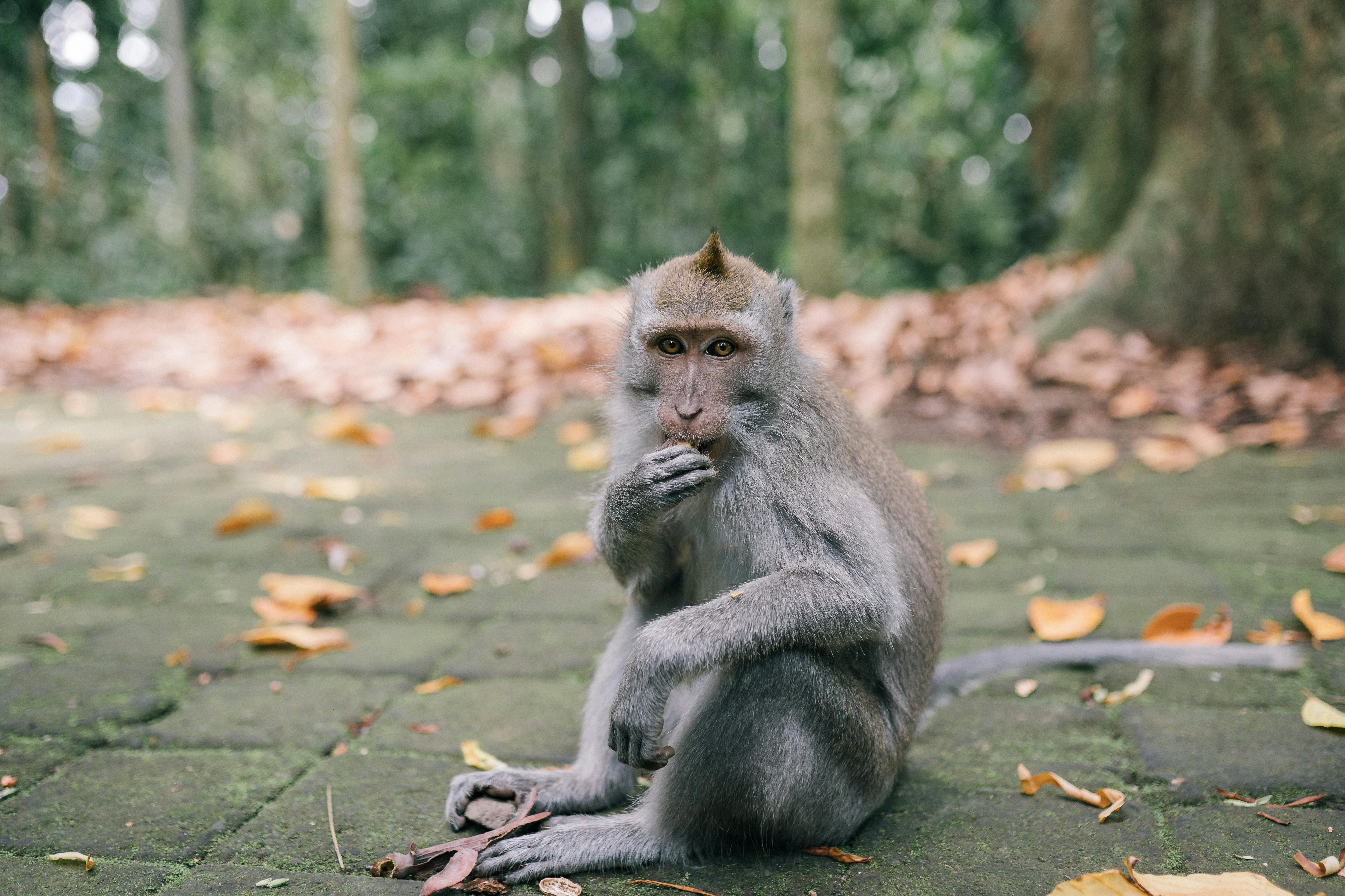 A macaque sitting on leaf-covered ground in a natural setting. Perfect for wildlife photography.