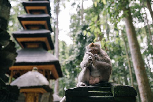 Free A Monkey Sitting on a Stone Wall Stock Photo