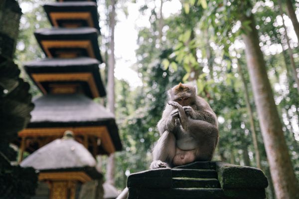 Sacred Monkey Forest Sanctuary