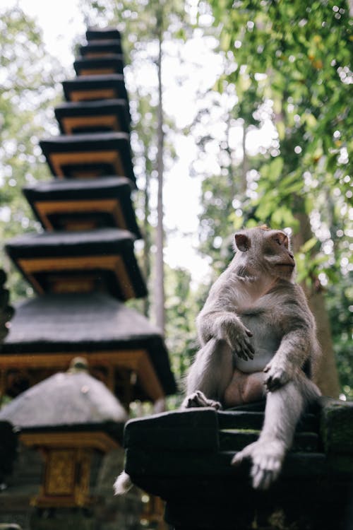 A Monkey Sitting on Rock