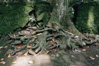 Roots of a Tree