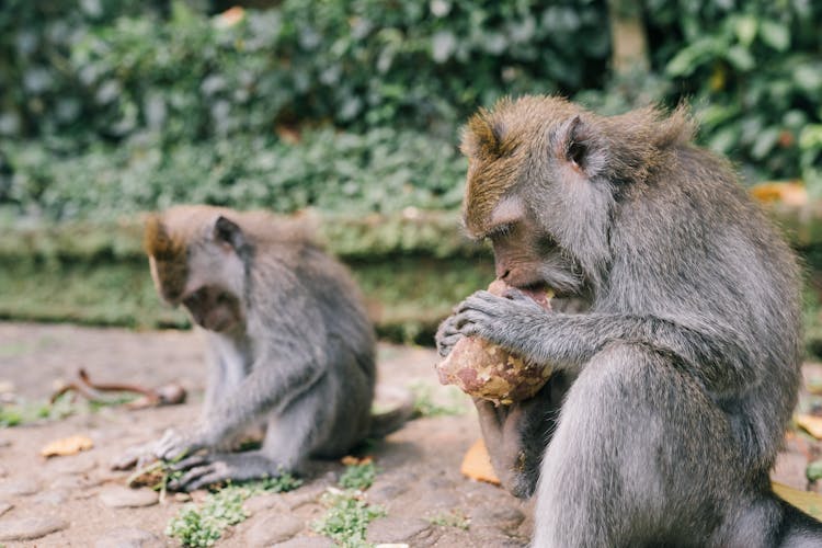 A Monkey Eating Food On The Ground