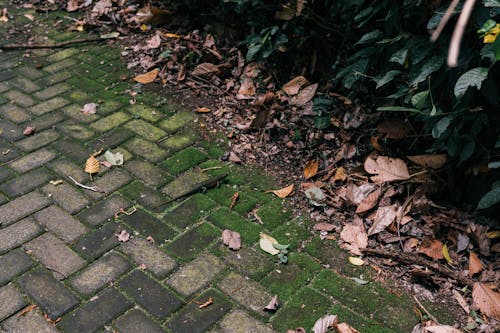 Moss and Yellow Leaves on Ground