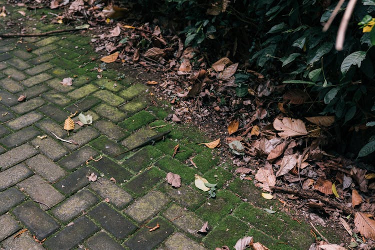 Moss And Yellow Leaves On Ground