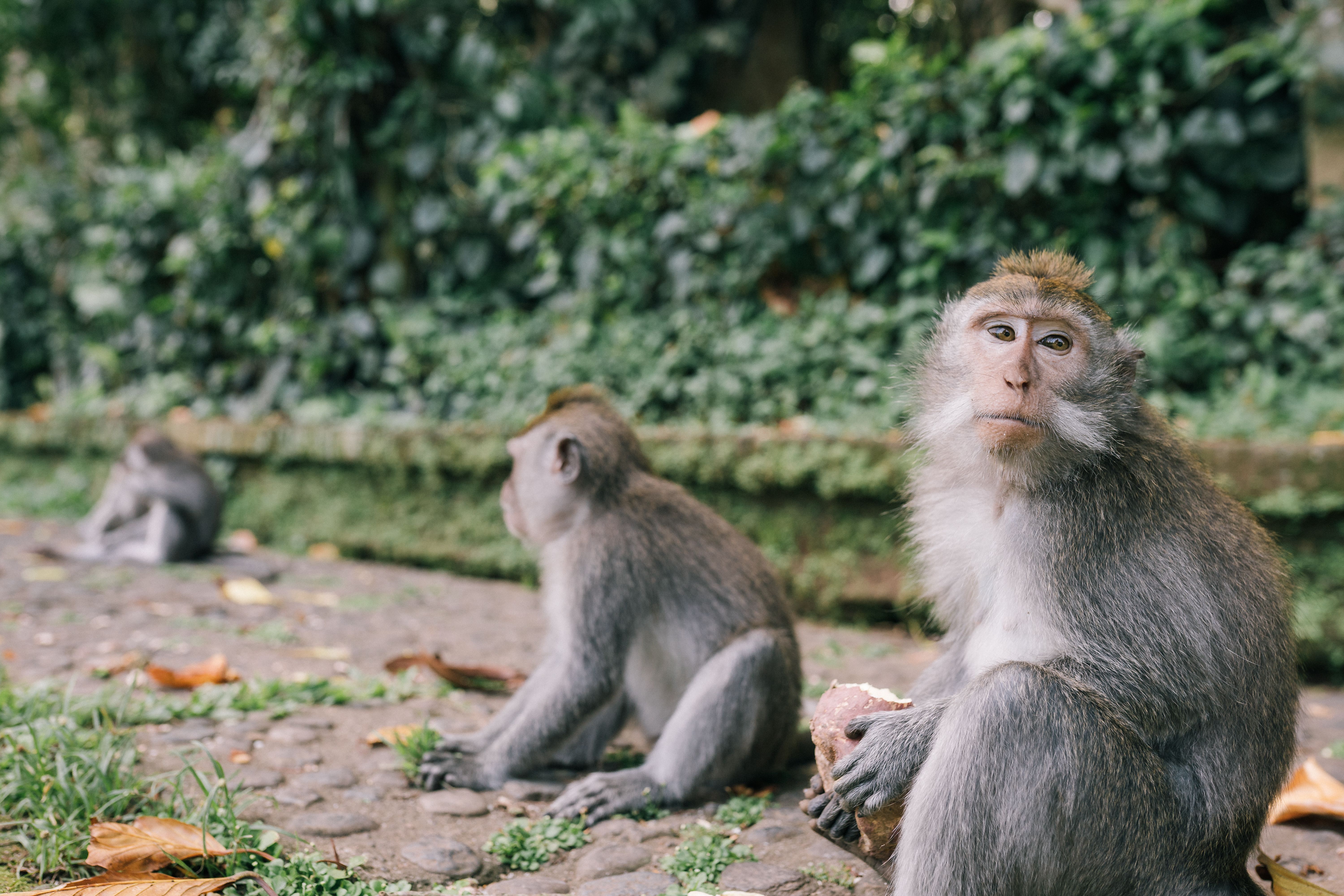 Sangeh Monkey Forest Bali monkey in a tropical forest