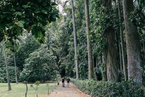 People Walking on a Pathway Beside Tall Trees