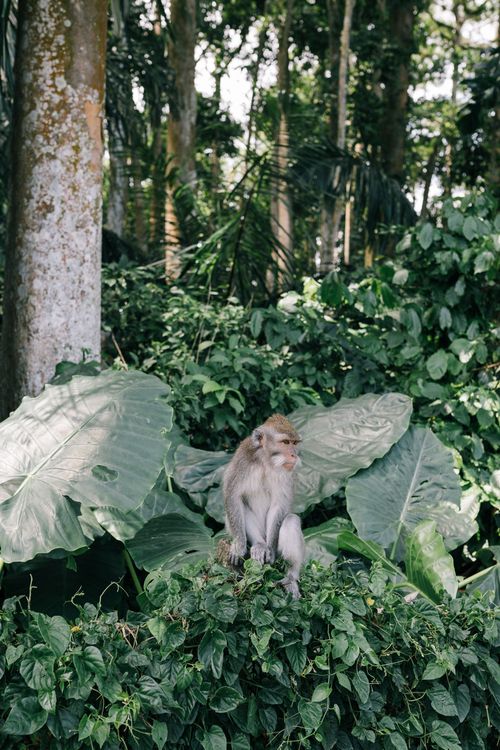 Free A macaque monkey sitting amidst lush greenery in a tropical forest setting. Stock Photo