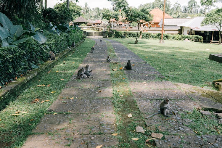 Monkeys In Outdoor Contact Zoo