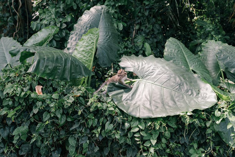 A Baby Monkey Clinging To A Big Leaf