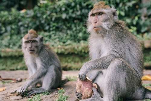 Close-Up Shot of a Monkey Sitting