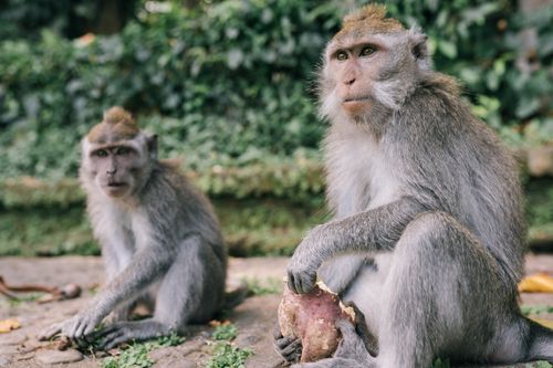 Free Close-up of two long-tailed macaques sitting on a stone path in a natural setting. Stock Photo