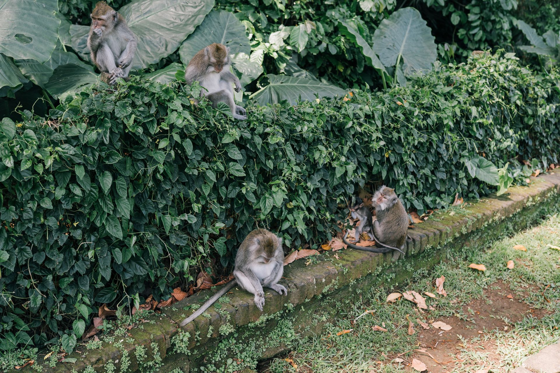 Wild Monkeys on Vines