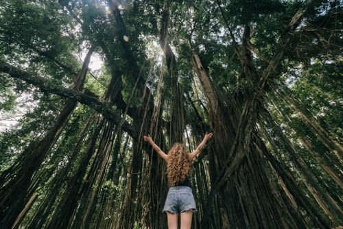 Free A woman stands with arms raised, surrounded by towering trees in a lush forest. Stock Photo