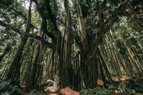 Photos gratuites de arbre, contre-plongée, fond de la jungle