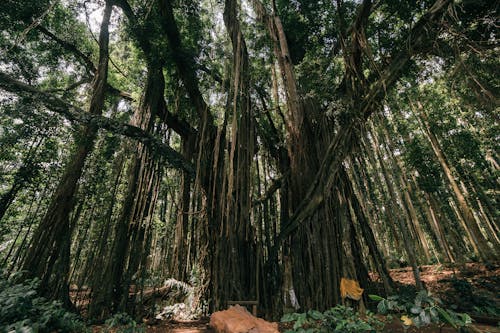 Low Angle View of a Large Tree in a Jungle