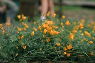 Yellow Flowers on Green Grass Field