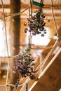 White and Purple Flowers on Brown Wooden Fence