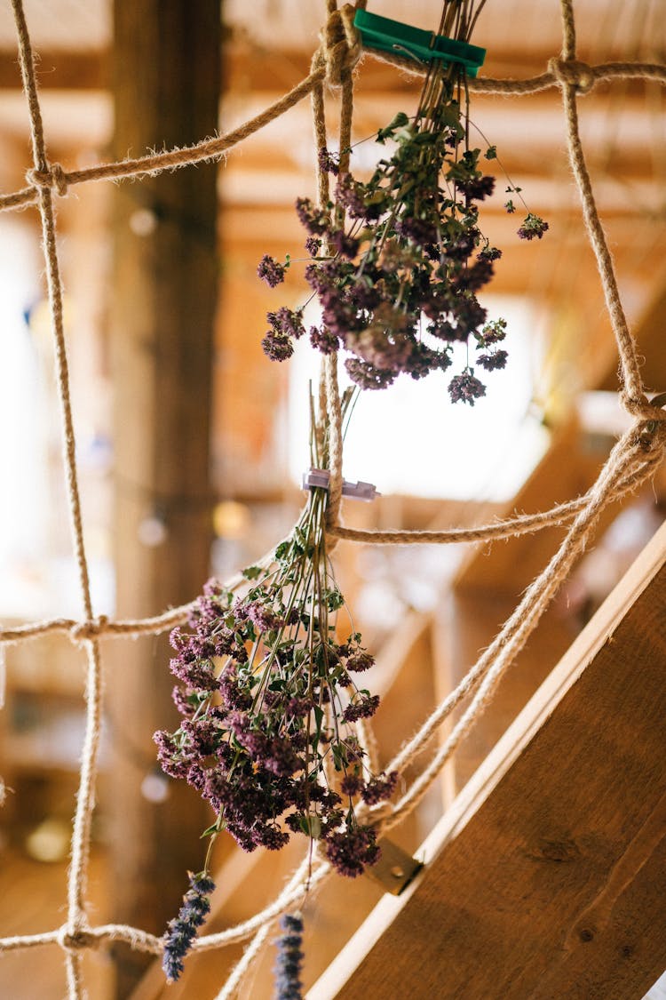 Mint Flowers Drying On Rope