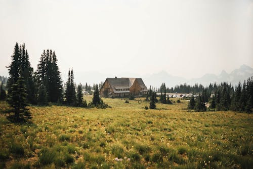 Green field with shrubs and coniferous trees with lonely cottage located in distance in nature against cloudless sky in countryside