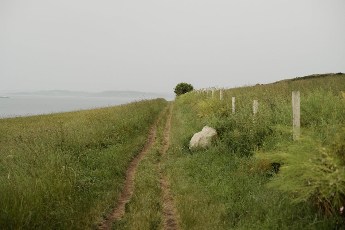 Narrow path in green field
