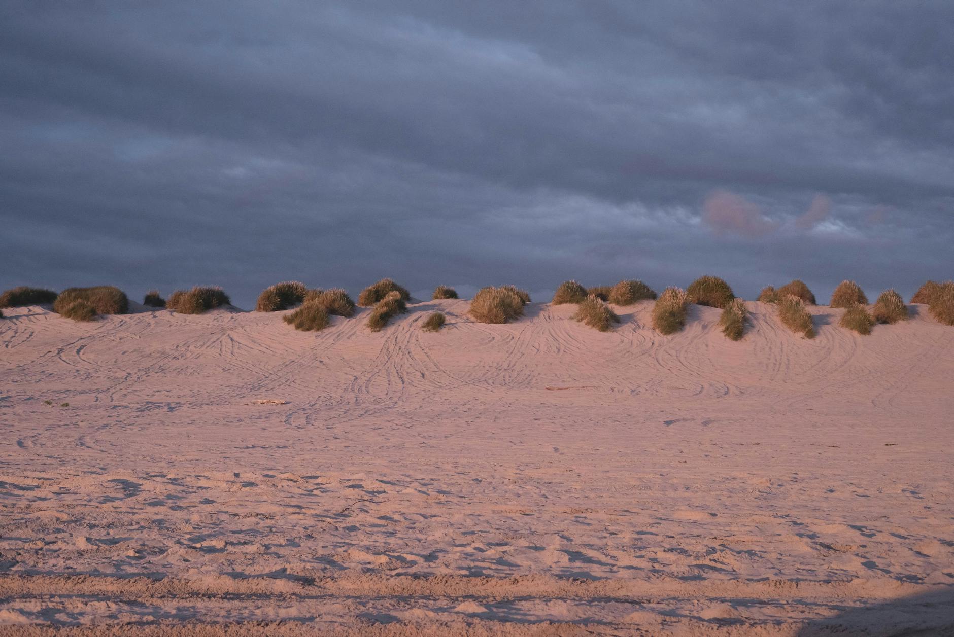 Sandy dunes with traces  green shrubs located against cloudy sky on overcast weather in evening time in nature outside